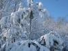 first-snow-dec-2009-franklin-ma-2.jpg