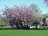 franklin-ma-town-common-spring-1.jpg
