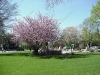 franklin-ma-town-common-spring-2.jpg