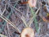 fall-mushrooms.jpg