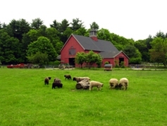 Drumlin Farm