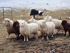 Drumlin Farm Sheep Shearing