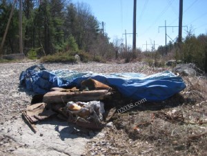 Franklin State Forest Franklin MA - removal